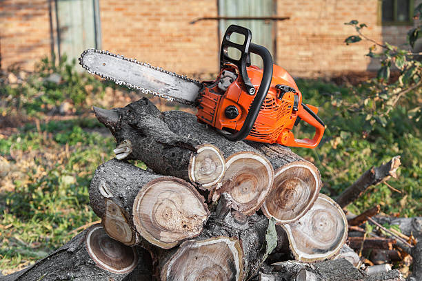 Best Tree Root Removal  in Van Alstyne, TX